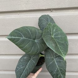 4” alocasia maharani 