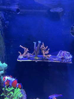 Fake Coral Decorations