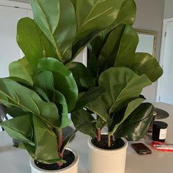 2 Fake Fiddle Leaf Fig Plants 