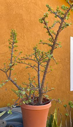 Plant