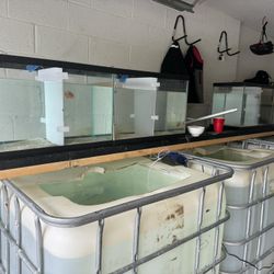Flowerhorn Golden Base - Baby And Adult 