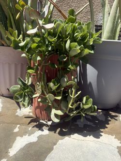 Beautifully Potted Tall Succulant