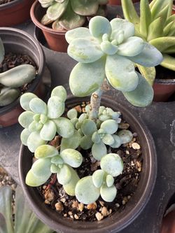 Plants for Sale! 