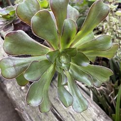 Beautiful succulents Aeonium 