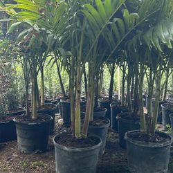 Christmas Palm 15 Gallon 