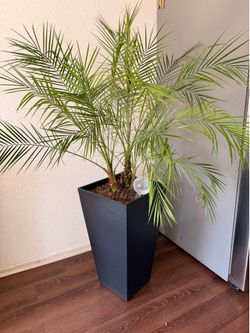 Palmera con macetero