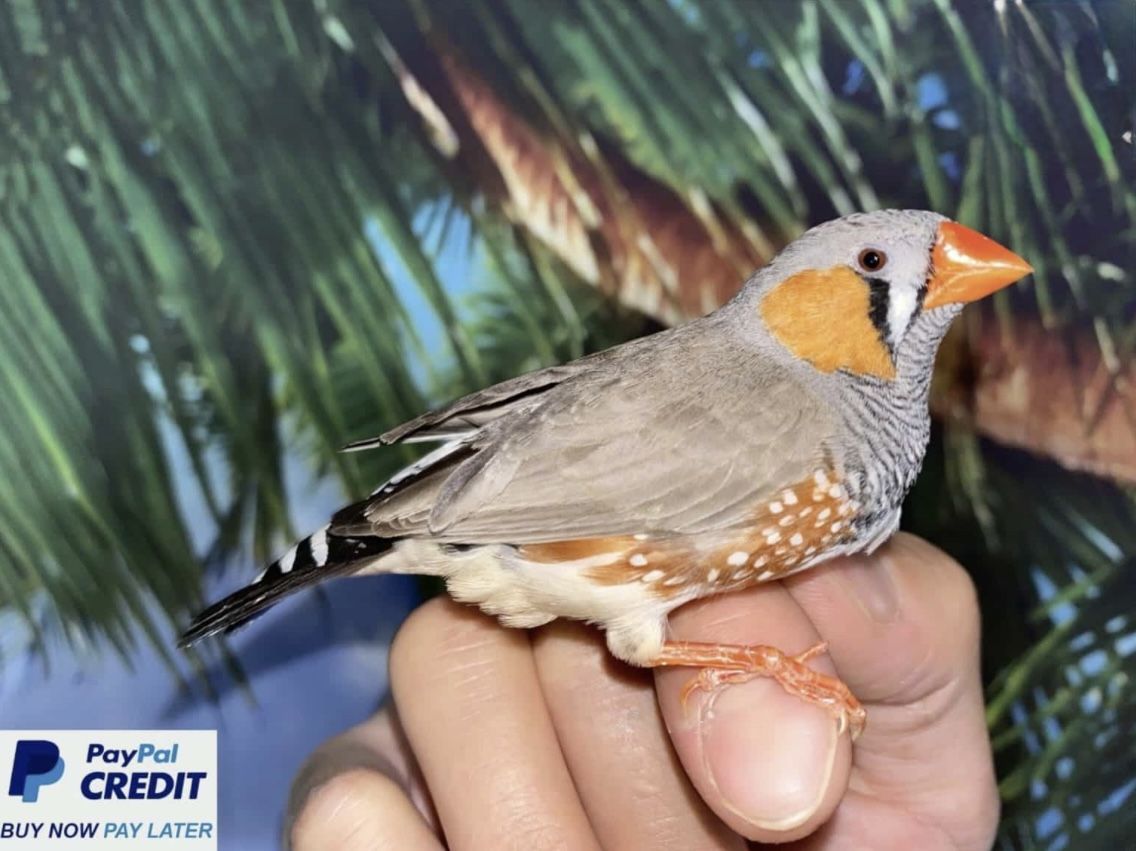 Zebra Finches for sale