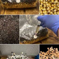 Mushroom All-In-One Grow Kits