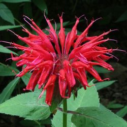 🌺 Bee Balm  (Monarda) 🌺