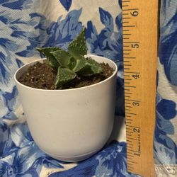 Tiger's Jaws succulent known as Faucaria tigrina