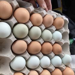Farm Fresh Eggs 🥚 