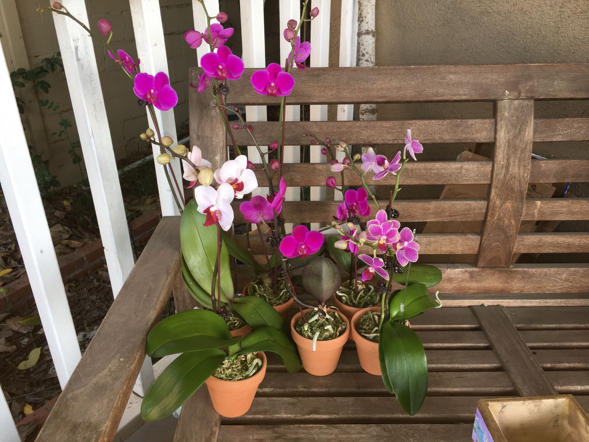 Orchids - small to medium sizes