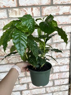 Coffee Tree