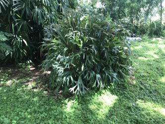 Staghorn For Sale Very Large And Mature