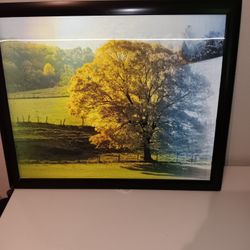 Oak Tree Holographic From Winter -spring..really Cool