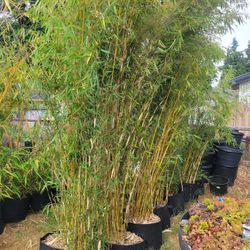 Bamboo Plant, Robusta