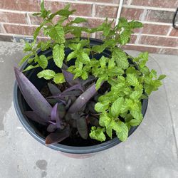 Indian Mint And Purple Heart Plant 