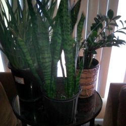 3Live vivacious plants