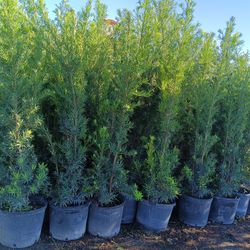 Podocarpus 7gl Overgrown 6-7ft Only $26🏡🏡