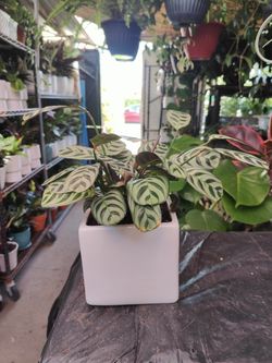 Prayer Plant