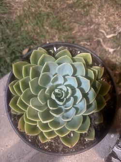 Green rosette, Golden Glow Succulent , Bunny Ear Cactus,
