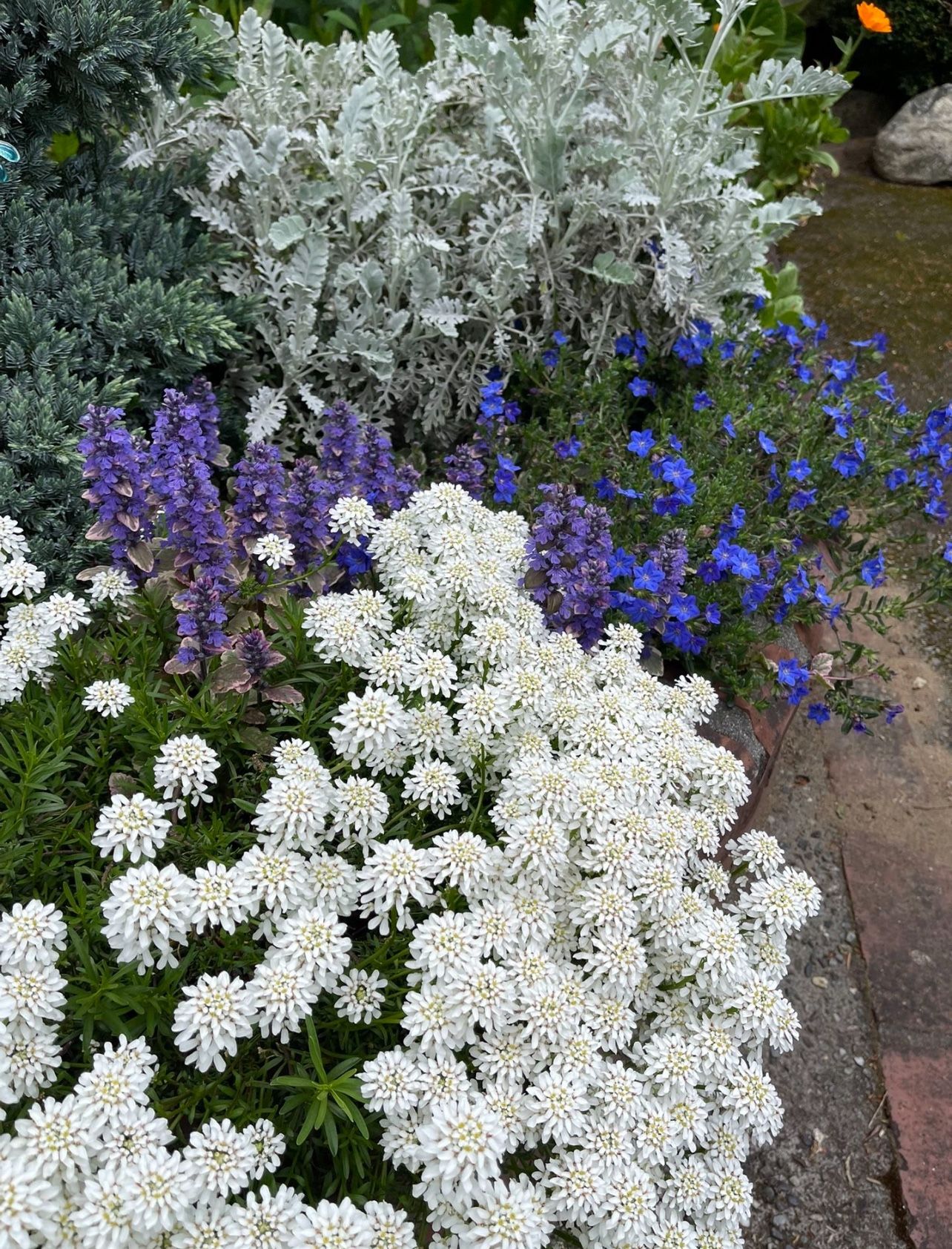 White Iberis, Evergreen Perennial Candytuft. Borders, Rock Gardens.