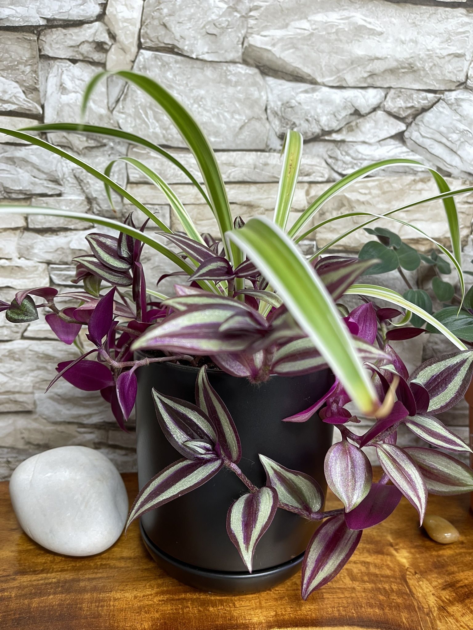 Tradescantia Zebrina And Spider House Plants In Ceramic Pot 5.5"H With Attached Sauser.