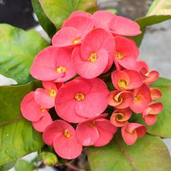 Corona De Cristo planta Bluming Big Flawer