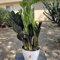 ZZ Black Raven Plant #4