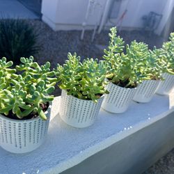 Pachyphllum Blue Jelly Bean Succulents 