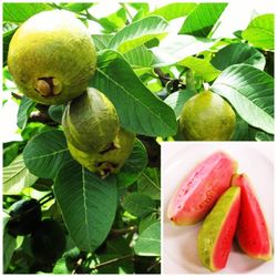 Ruby Supreme Guava Grafted Dwarf Trees 3gal  Arboles De Guayaba Rosada Injertados 3gal 