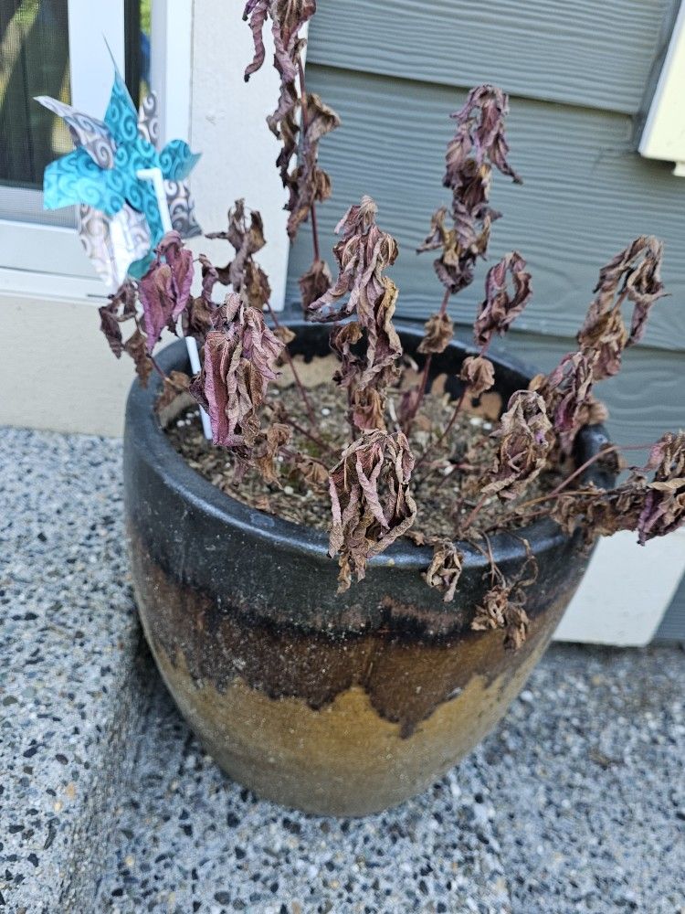 Plant Pots!