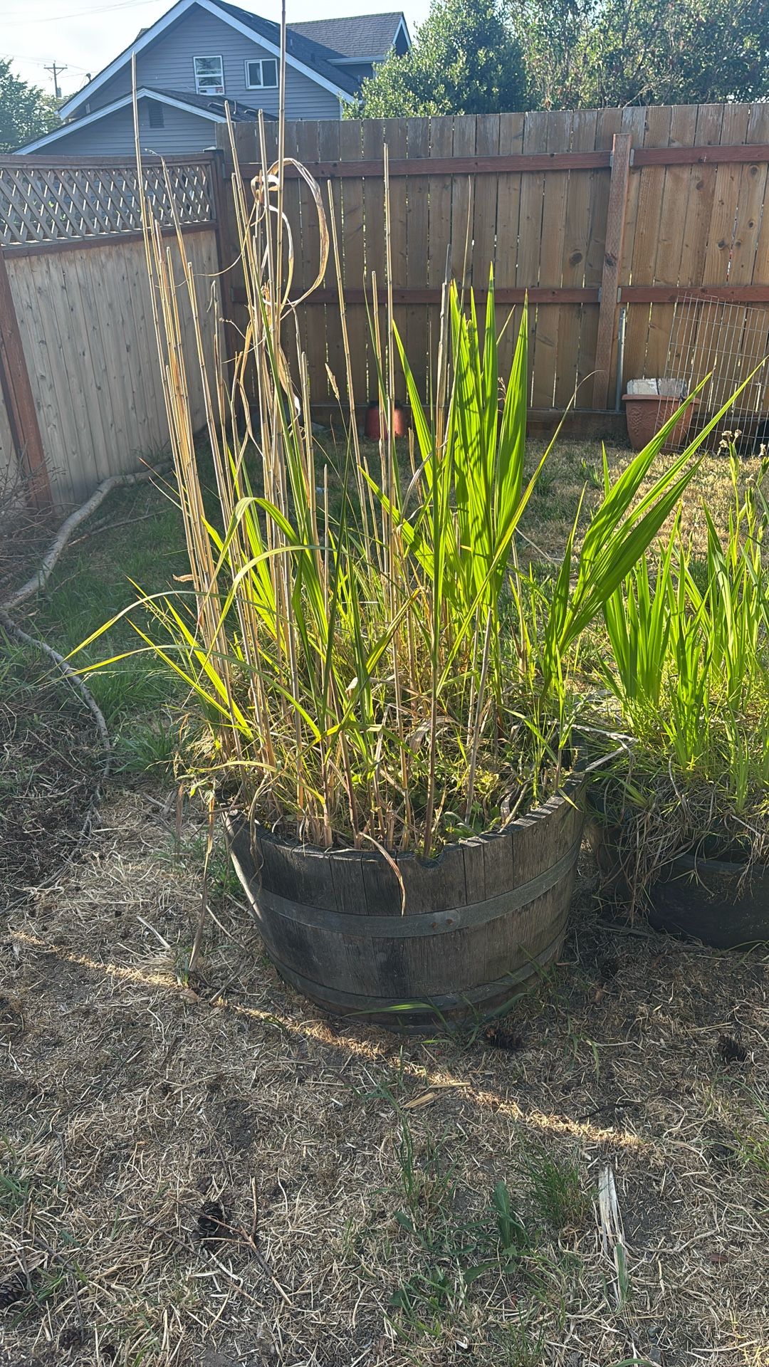 Plants