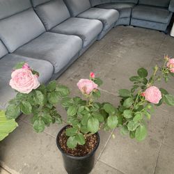 Fragrant Pink rose 