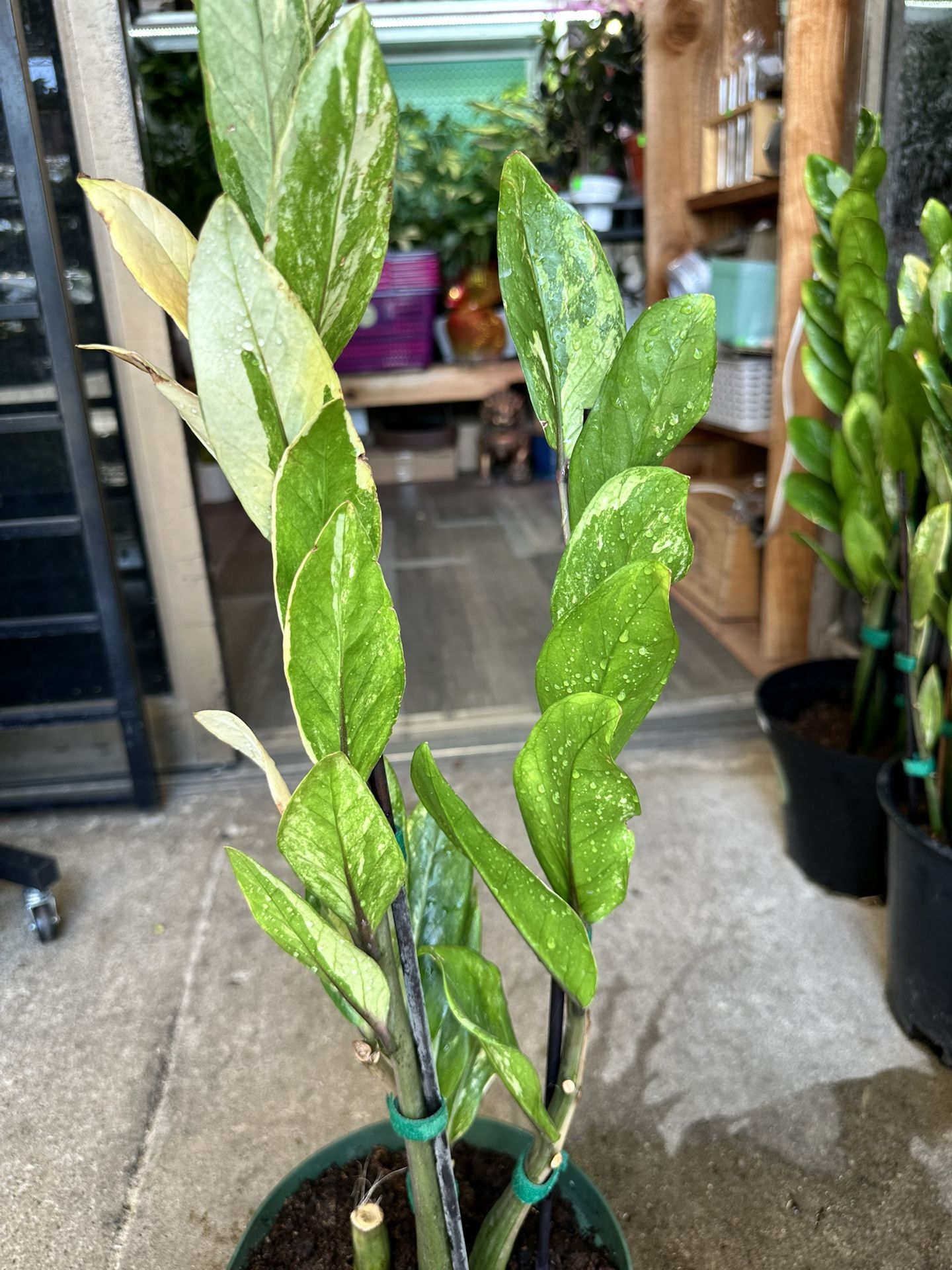 Variegated Zz Plants ( 18 Inches Tall) From $75-125