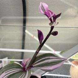Tradescantia In Ceramic Cat Pot 