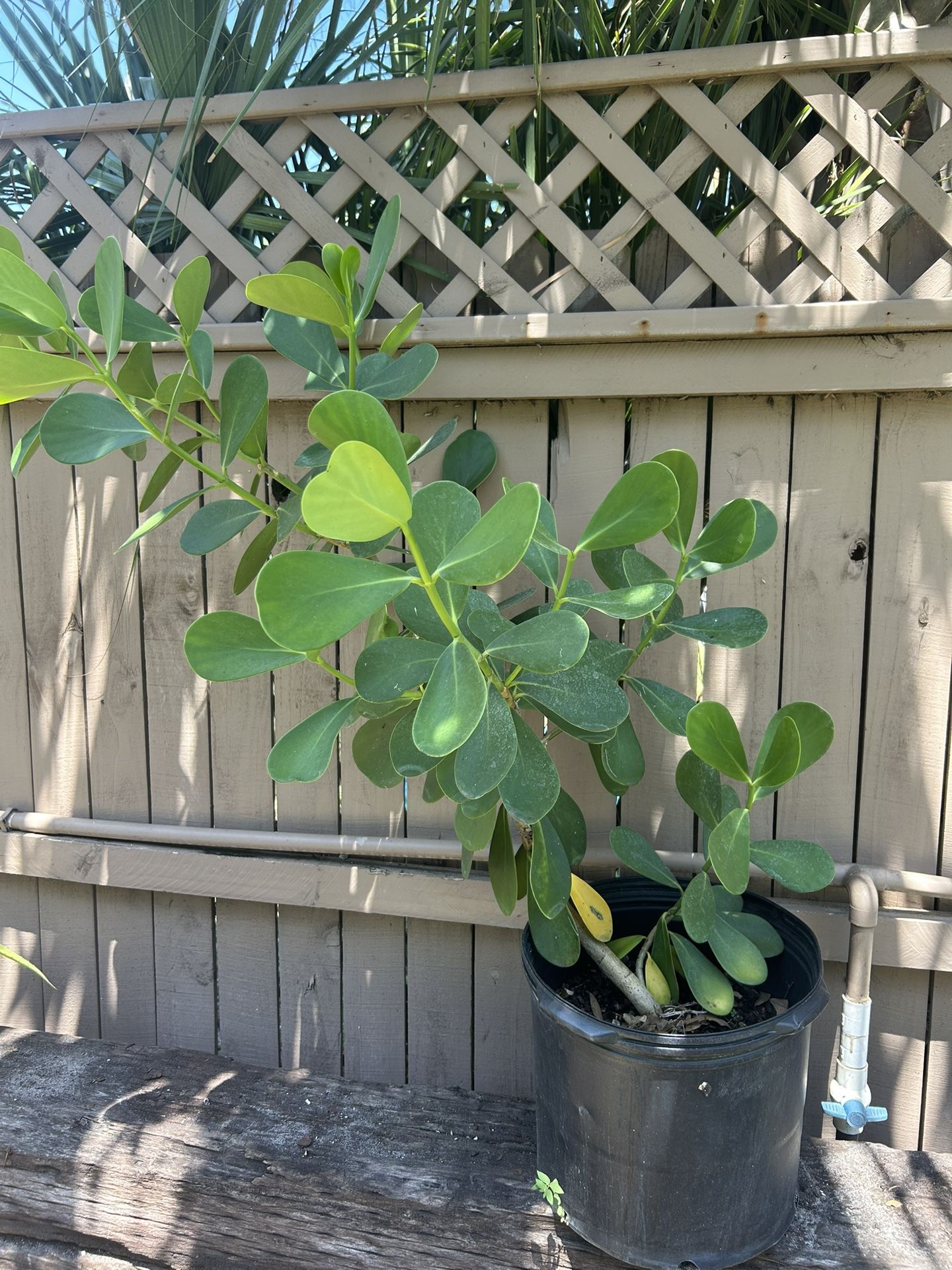 Clusia-Autograph Plant