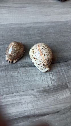 polished shells