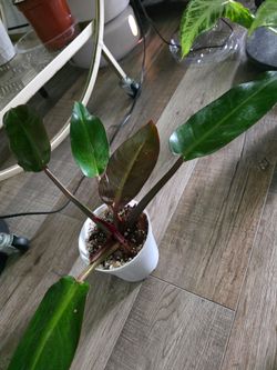 Philodendron  - Rojo Congo