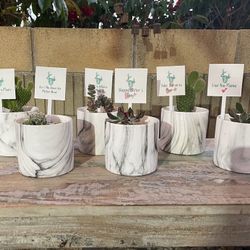 Marble Pots w Succulent 