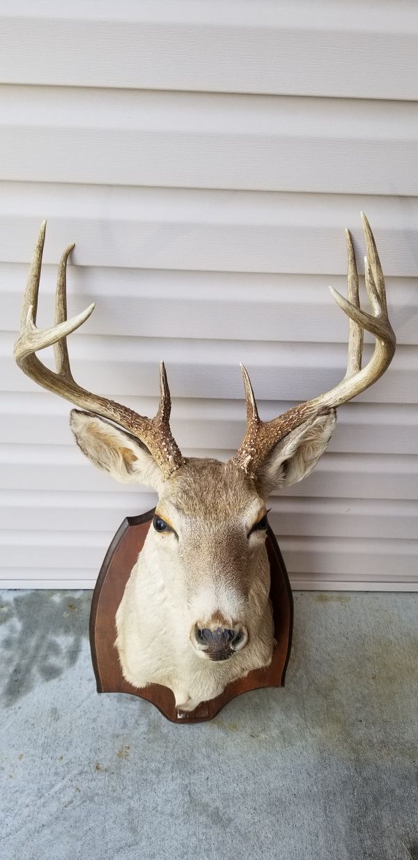 Mounted Deer Head for Sale in Saint Paul, MN OfferUp