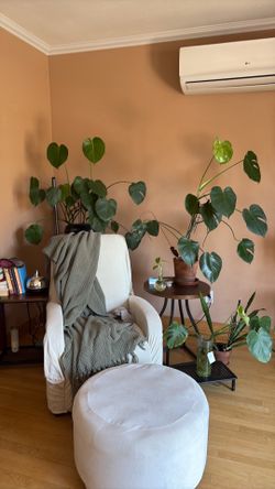 Monstera Deliciosa