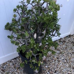 Árbol De Jade $20