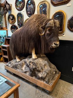 Taxidermy Musk Ox