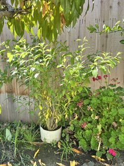 Night Blooming Jasmine