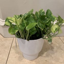 Lemon Meringue Pothos Plant 