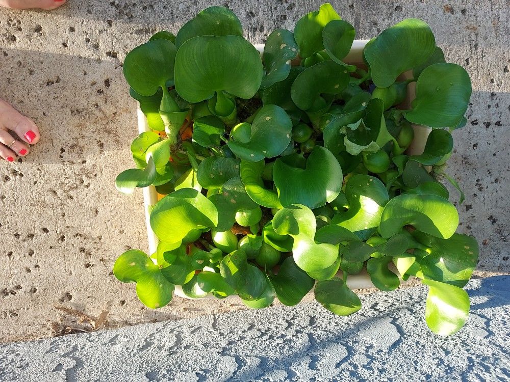 Charity Water Hyacinths Pond Plant