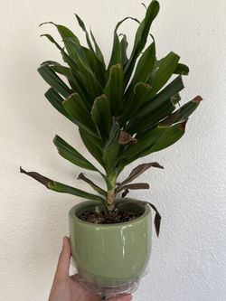 Dracaena