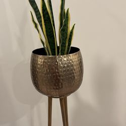 Brass Plant Stand