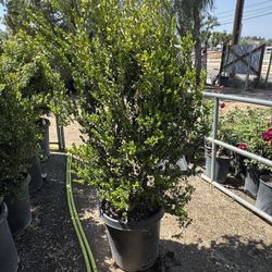 Boxwood 15gal (tall)